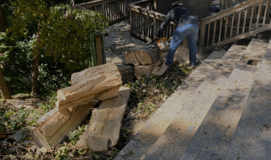 TREE SERVICES